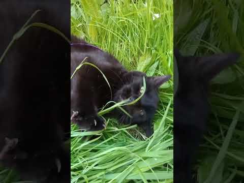 Shadow #cats #family #love #relaxing