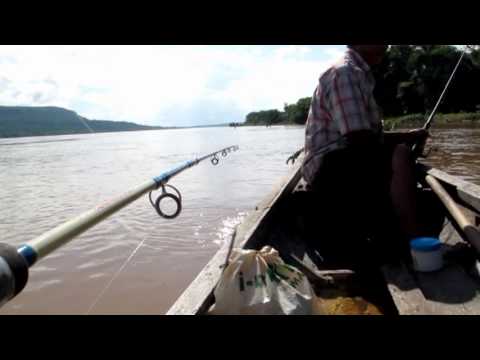 mekong fish