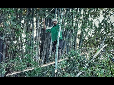 พ่อใหญ่นองตัดลำไผ่ทำข้าวหลาม