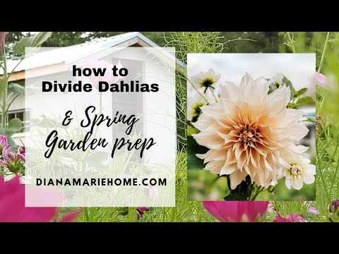 How to Easily Divide Dahlia Tubers in the Spring (and Early Spring Garden Prep)