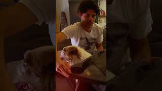 Dog scared during #thunderstorm? Discover instant calm with #Thundershirt #shorts