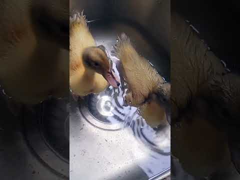 Duck Swim 🌊🦆🌊 #raisingducks #ducks #raisinganimals #ducklings