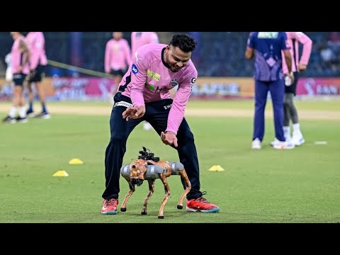 IPL वेळी मैदानात भाव खाऊन जाणरा रोबोट डॉग काय करु शकतो? कोणी बनवलाय? जाणून घ्या सर्वकाही! #ipl #t20