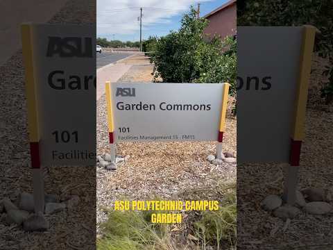 Arizona State University polytechnic campus organically grown vegetables grown inhouse. #asu#shorts