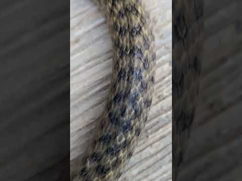 snake video #saap # #snake #saanp #cobra #saamp #nagin #kingcobra
