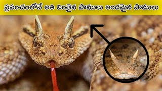 Top 15 Unknown Facts in Telugu | Interesting and Amazing Facts | VM Facts World