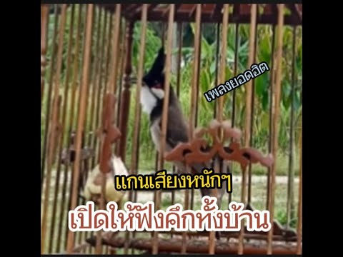 เสียงนกกรงหัวจุก เเกนเสียงหนักๆ