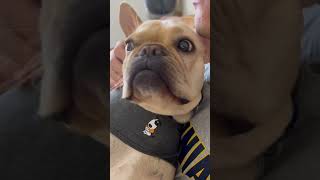 Rudy sleeping soundly in the thunder jacket. #frenchie  #frenchbulldog
