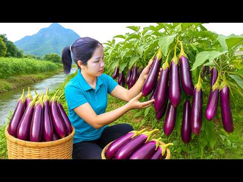 Harvesting 1000 + Kg Wild Eggplant At The Foot Mountain To Sell At Market| Tieu Ca -Free Bushcraft