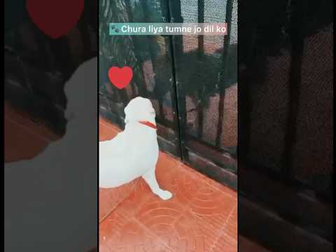 🐾 Chura liya tumne jo dil ko!#cutepets  #dogsofyoutube #labradorlover #short #adorabledog#petreels