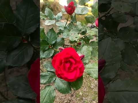 Roses in IIT Mandi #rose #iitmandi #beautiful #miscellaneous