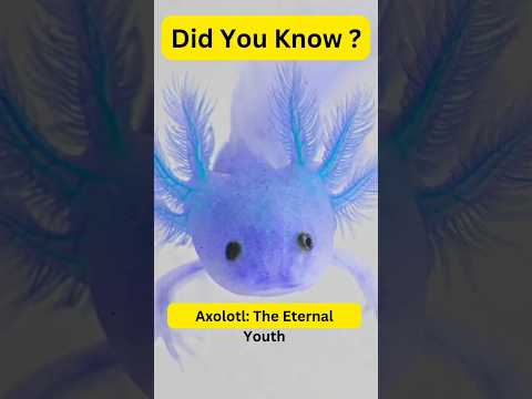 Axolotl: Nature's Eternal Youth & Regeneration Wonder! #axolotl #AmazingAxolotl #eternalyouth