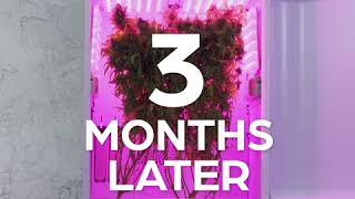 Growing Hydroponic Weed - Seedo