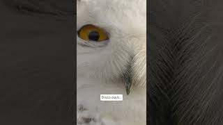 Earth Cubs! | Disco Owls 🦉🪩 | Shows for Kids