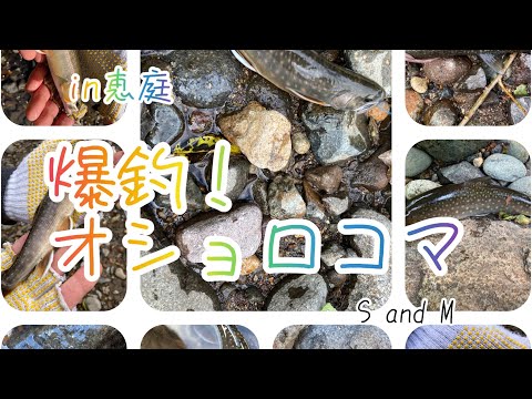ついに釣った！憧れの魚、オショロコマを釣りに札幌近郊自宅から40分の渓流へ！小物ですが大満足！