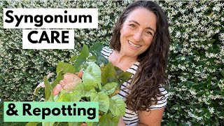 Syngonium Plant Care and Repotting | My Favorites for a Reason!
