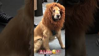 💖 NYC Parade #Shorts: Lion in the City?