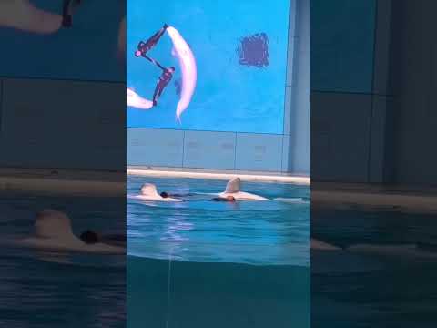 【Hakkeijima SEA PARADISE】シーパラのシロイルカshow time!Beluga
