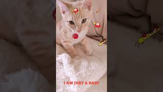 CATS’ LIFE SHORT: NUGGET & ONYX | Chef Nugget: The Baking Muse