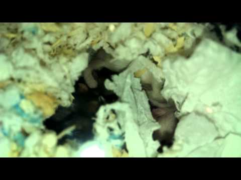 倉鼠 三線鼠 出生紀錄 三線鼠寶寶 【DAY12】
