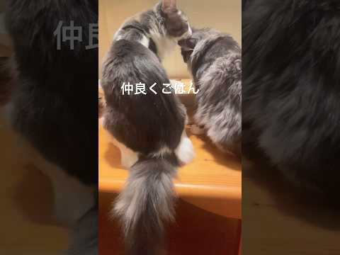 リコちゃん食べ過ぎ阻止#ノルウェージャンフォレストキャット#母猫#親子猫