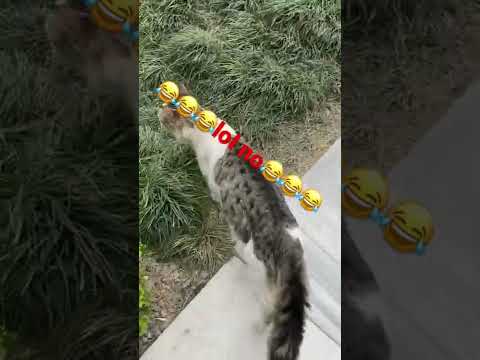 That just my baby kitty