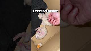 They’re so tiny 😍😍😍 #cat #catlife #kitten #cute #pets #cutecat #catvideos