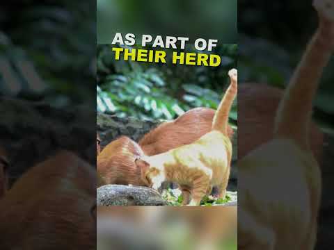 This Cat Found His Family in the Capybara Habitat🐈❤️ #short