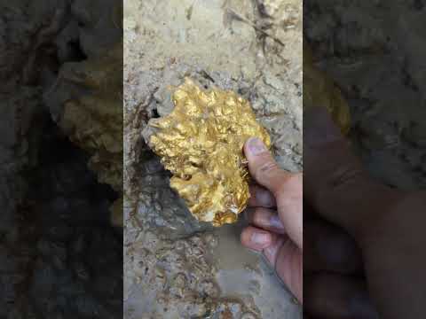 huge gold found in historic mine #goldhunter #gold