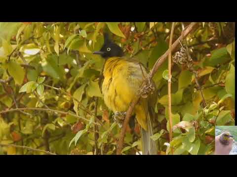 นกปรอทเหลืองหัวจุก|Black crested Bulbul