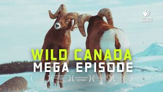 Wild Canada: A Natural History | 4K Nature Documentary