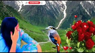 #viralsong #gojarimahiya #viralvideo #official #video  #gojari#pahari#song#official