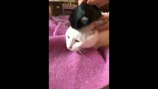 Our new hero 😂❤️ #viral #funny #trending #explore #laughloop #lol #animals #cat