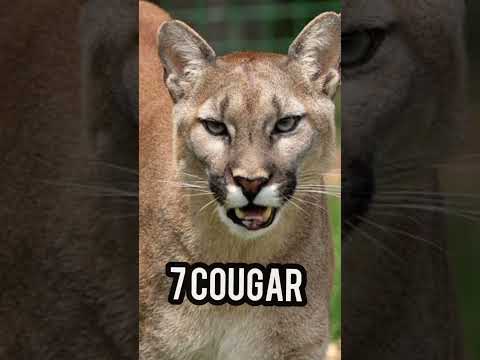 Top 10 biggest cats in the world #short #Biggestcat #biganimal #cat