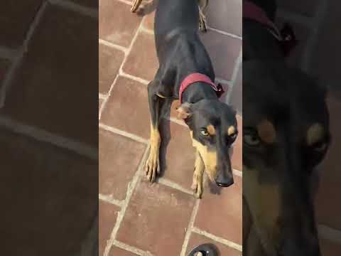 Dog atrocities, dog funny moment, dog mischief, dog criminal moment