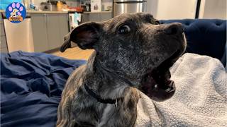 The Shelter Worker Told Me Not to Adopt This Dog...Then He Tried to Talk to Me