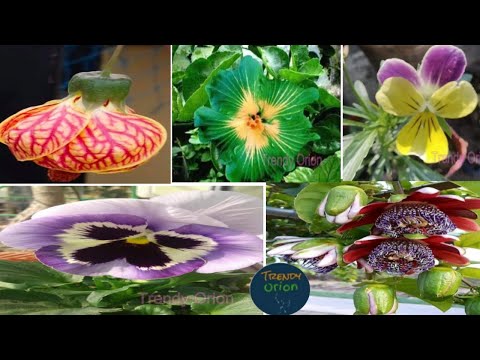 Flower Blooming Time Lapse/Flower Blooming In Terrace Garden/Flower Blooming Video -Terrace Garden