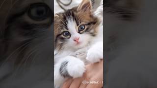 #cat #animals #funny #aimastery #lifeisbutadream #ekmotahathighumechala #viralvideo