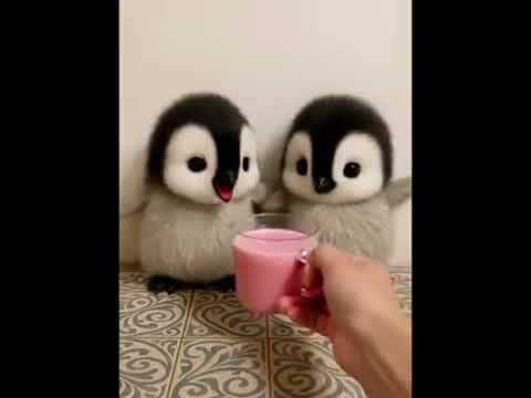 I can only take a sip! #cute #adorable #penguin #babyanimals #fluffy #cuteanimal
