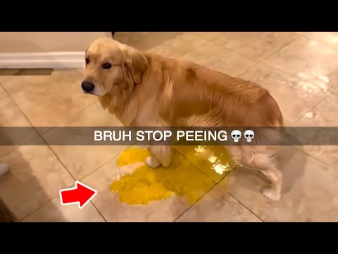 you laugh, you restart #3