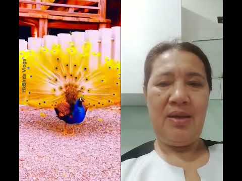 Super Ganda#peacockdance #beautiful #amazingpeacock