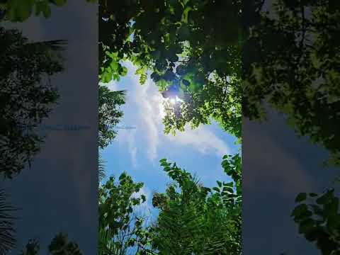 Look Around #nature #smallcreator #kerala #calicut  #naturephotography #leaves #sky #sunshine #sun