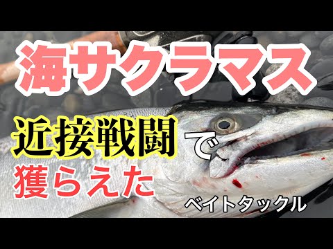 【サクラマス釣り】近接戦闘でネチネチ攻めたらやっとオイラにもサクラが咲いた