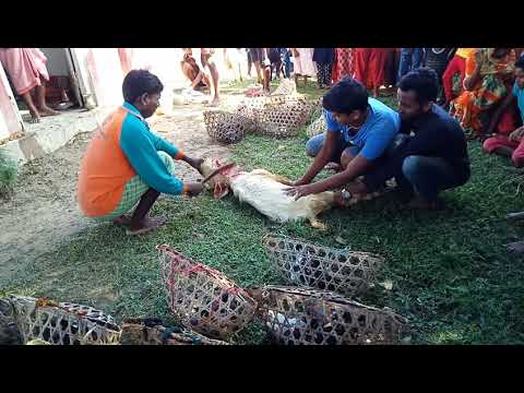 डिहवार थानको ऐतिहासिक बलि प्रथा गाउको दृघायू शान्तिको लागि