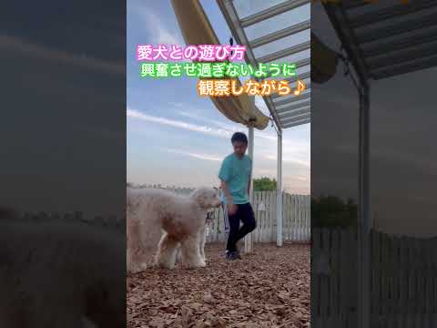 ※説明欄見てね！【犬との遊びは興奮させ過ぎないように観察しながらおこなう】