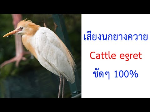 เสียงนกยางควาย Cattle egret 2021 ชัดๆ