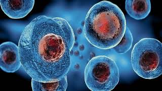 Kök Hücre - Stem cell - Science