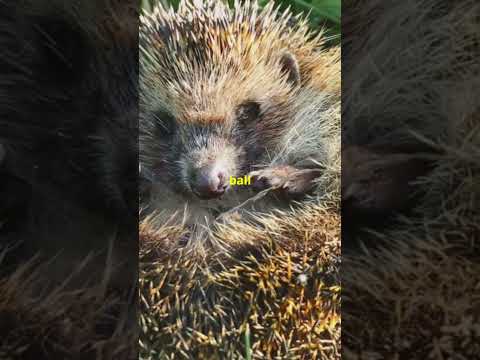 5 Little-Known Facts About Hedgehogs as Pets 🦔 | Unique Pet Care Tips!