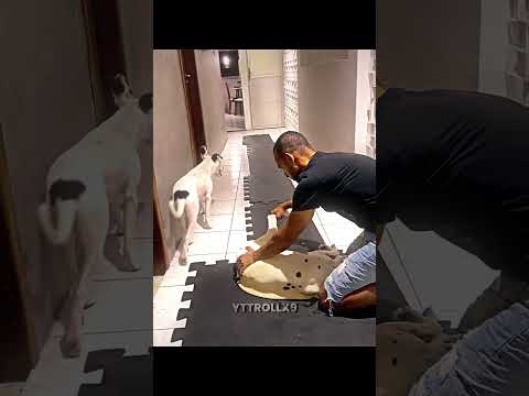 Other Dog lovers vs Last One 🤯 #shortsvideo #trollface #troll #edit