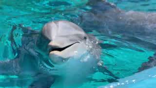 Dolphin Gets a Snack Up Close 🐬🫧
